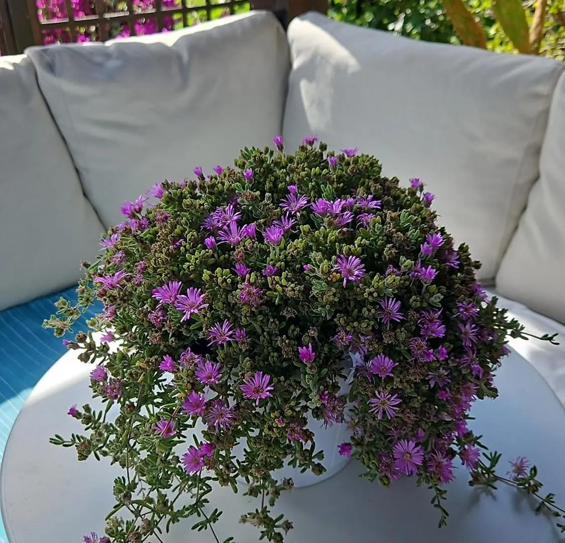 Villa Villacolle Procchio  Guest house